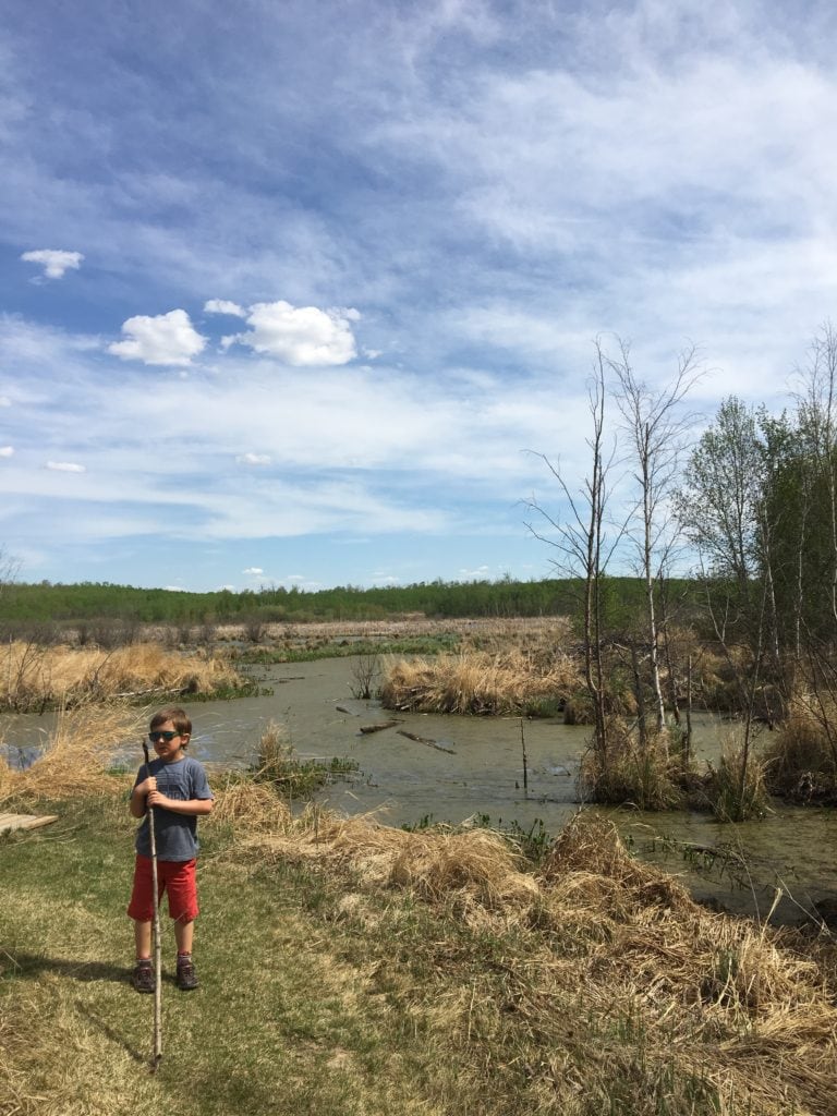 Child holding a stick along the banks of a pond in Elk Island National Park.