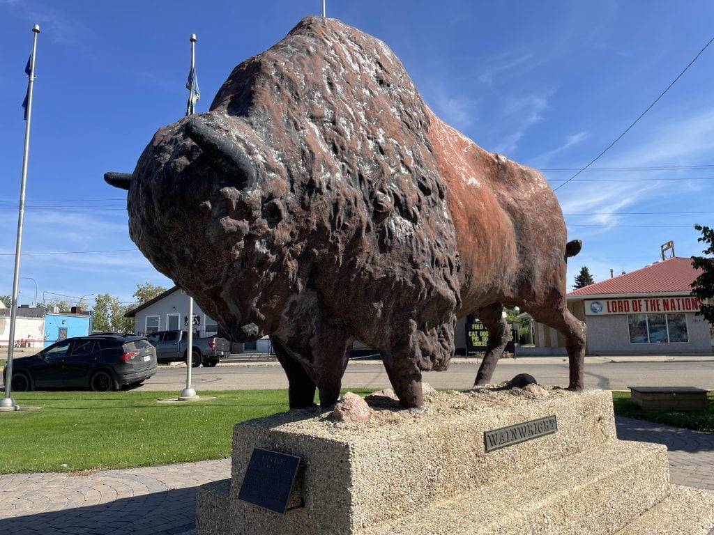 World's largest buffalo in Wainwright.