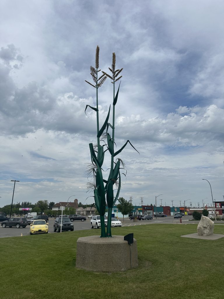 Giant corn stalks in Taber.