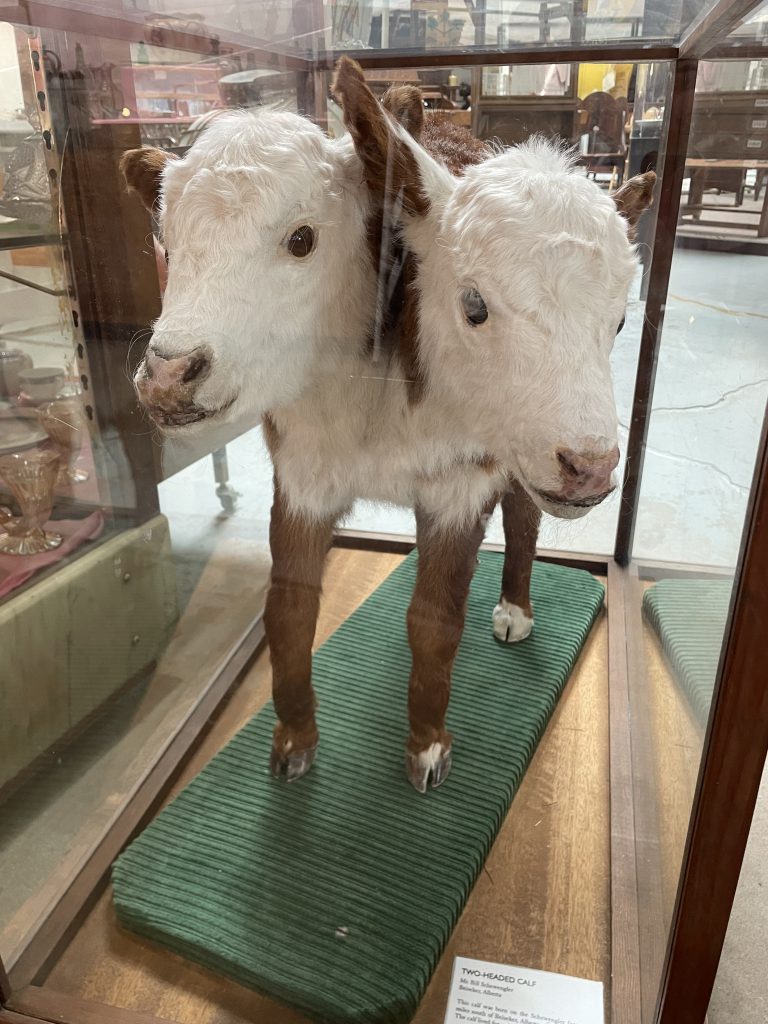 Two headed calf at Homestead Museum in Drumheller