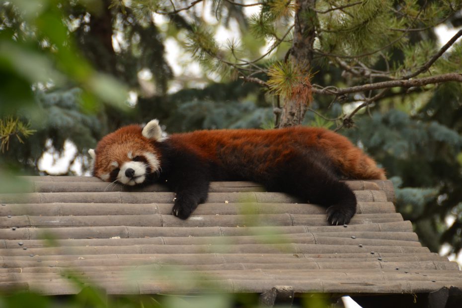 Red panda at the Calgary Zoo