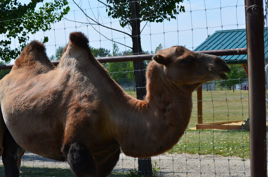 Discovery Wildlife Park camel