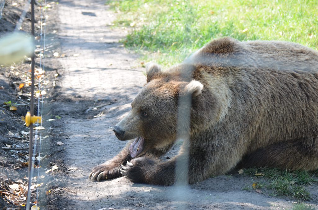 Discovery Wildlife Park bear