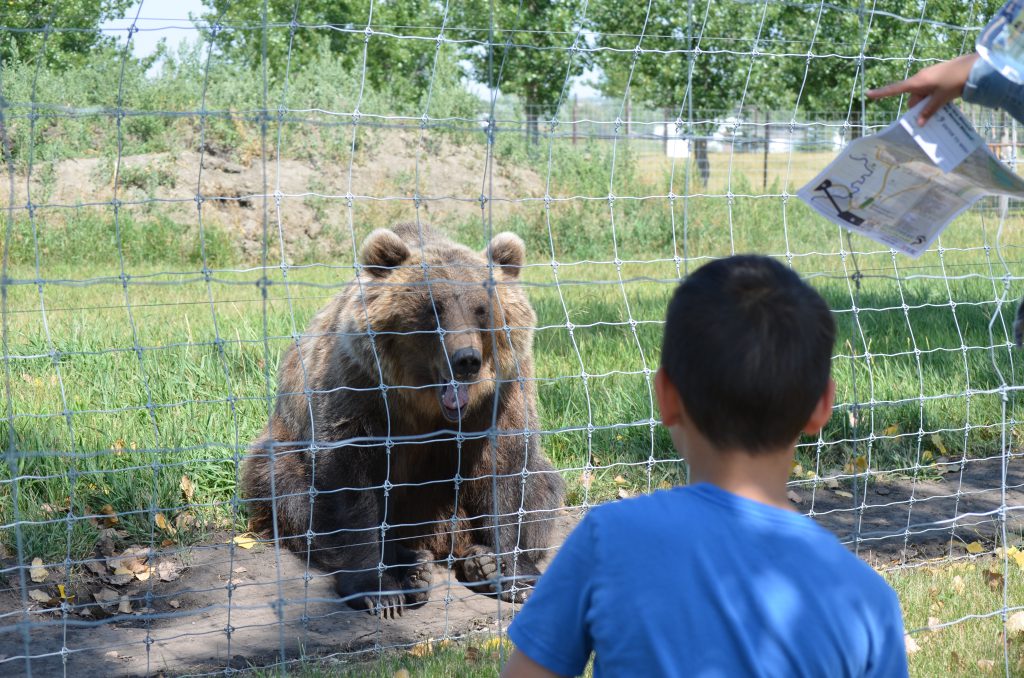 Discovery Wildlife Park bear near enclosure fence and kid on the other side