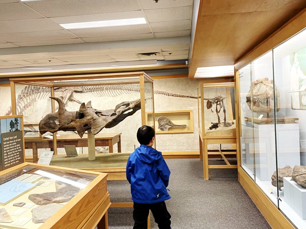 Bones on display inside the Palaeontology Museum at the University of Alberta.