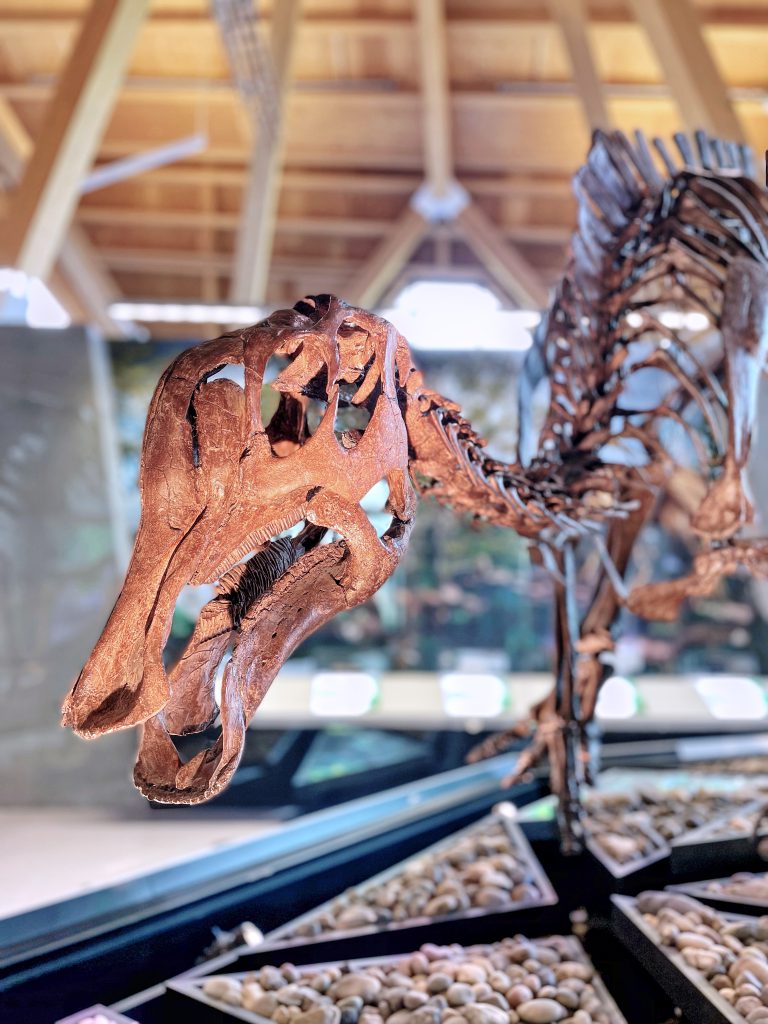 Edmontosaurus in Phillip J. Currie Museum near Grande Prairie.