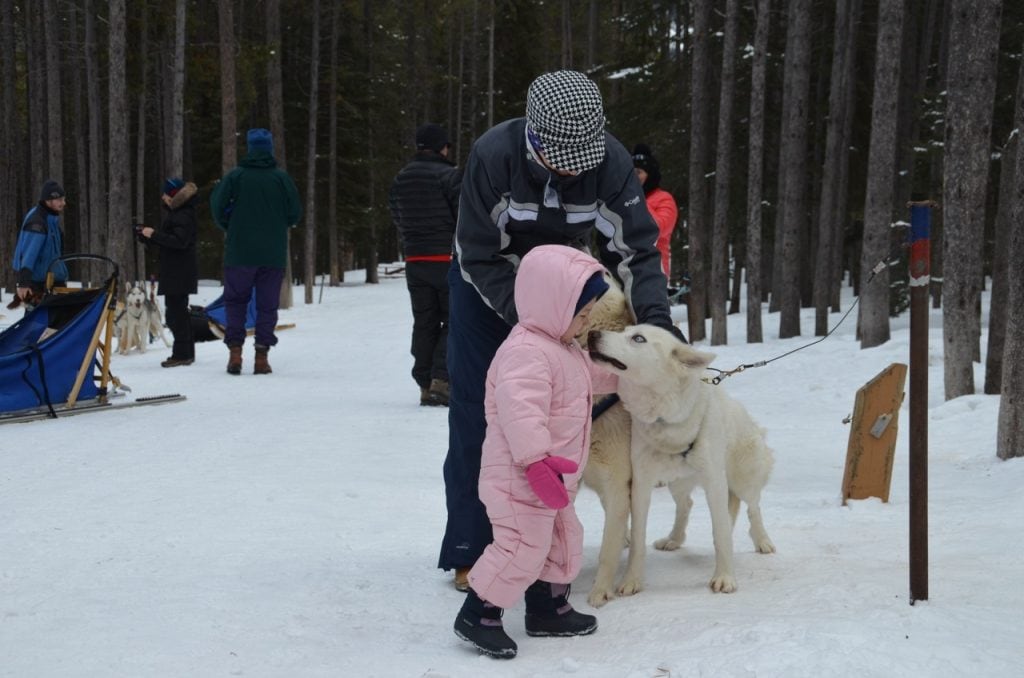 Child in bright pink snowsuit petting sled dog with Howling Dog Tours based in Canmore.