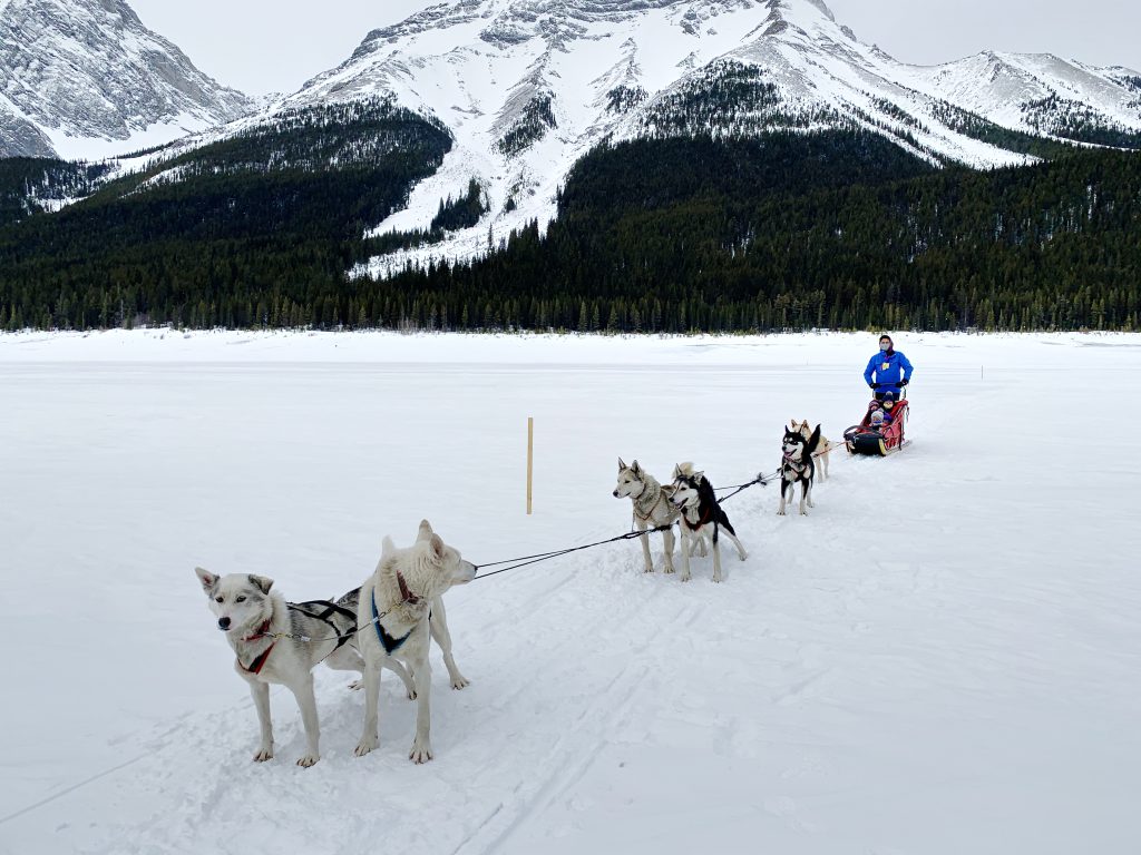 Pausing to take in the views while dog sledding on Spray Lakes.