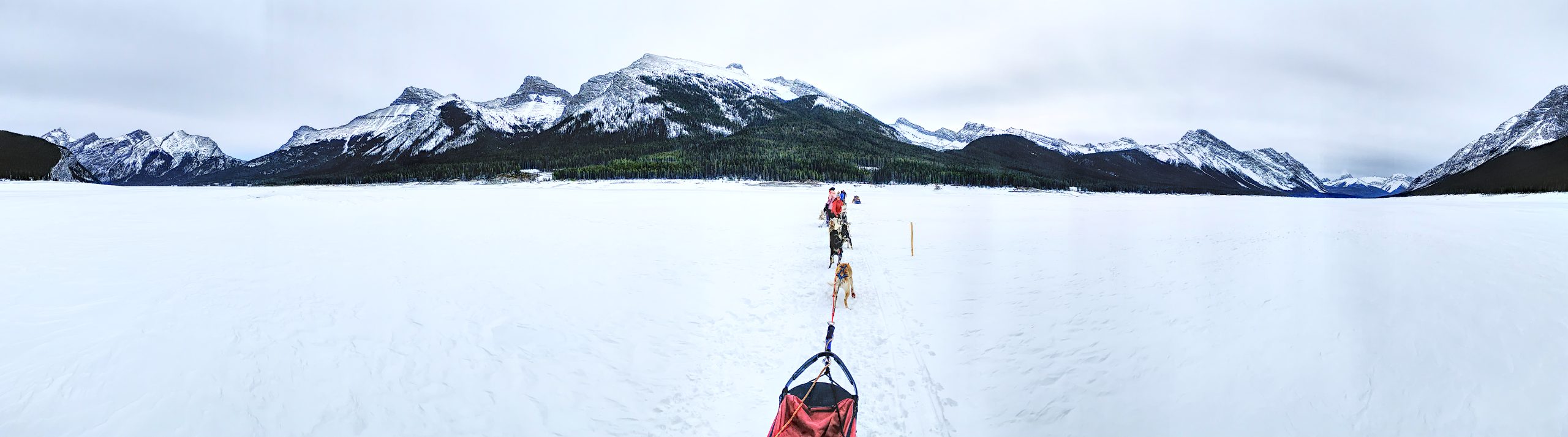 Complete Guide to Dog Sledding in Alberta
